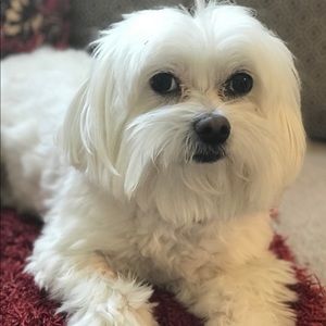 ANDY—POSHMARK AMBASSADOR. SMOKE FREE HOME